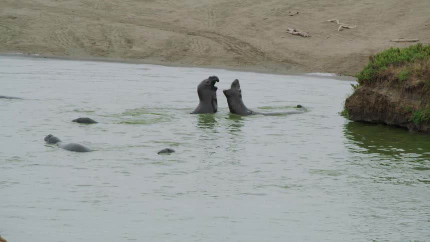 Sea life playing in the water