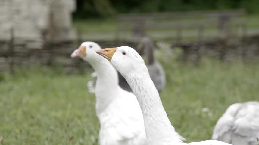 Several geese stand in a grass area
