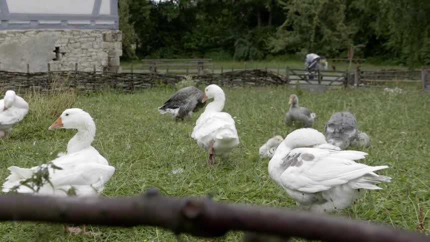 A gaggle of geese in a wooden fence corral