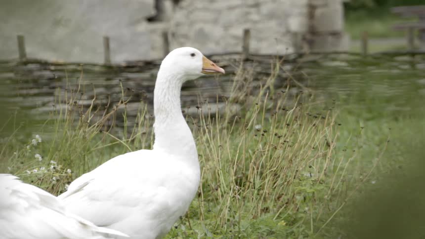 A goose stands still in a grassy area