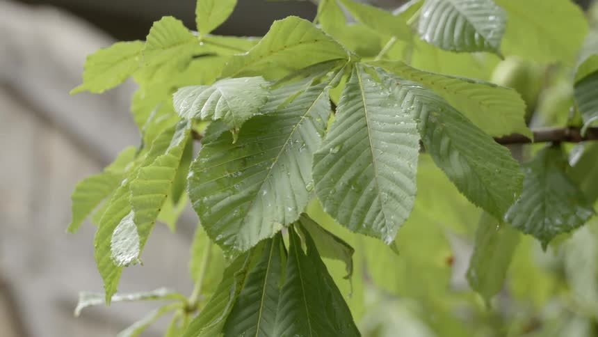 Close up of leaves on a plant slightly moving in the wind