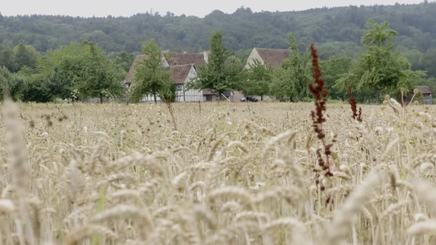 A field of wheat with a home in the distance