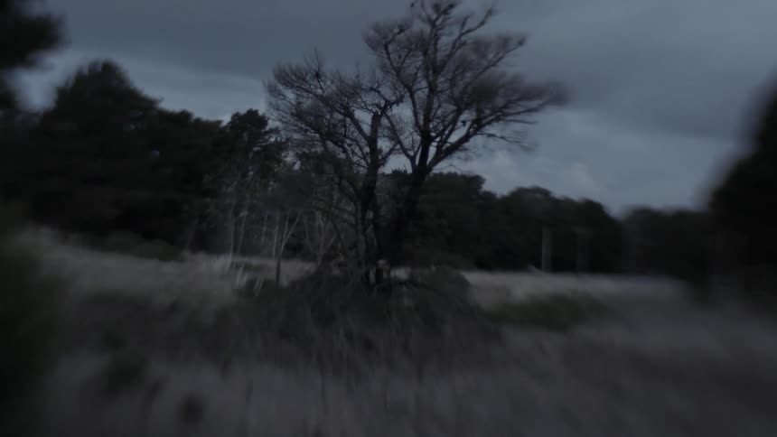 Trees and landscape is displayed