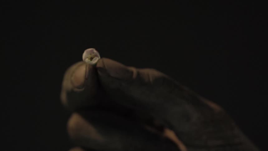 A persons hand covered with dirt holding a small flower