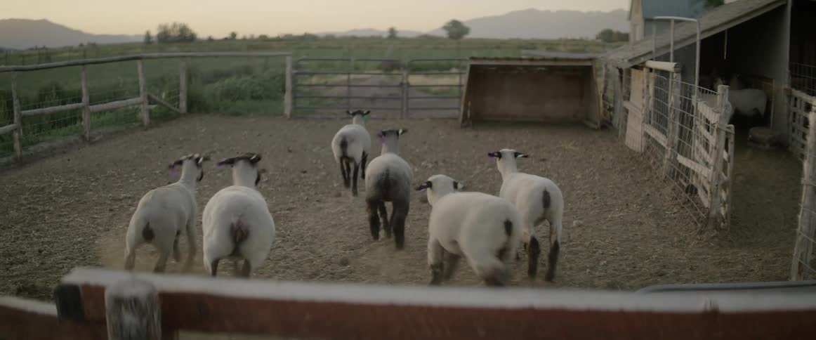 Sheep in a pen with a grassy field and mountains in the background