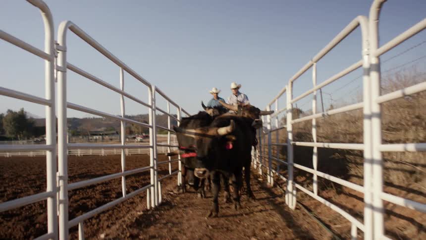 Two people are riding bulls in a rural area