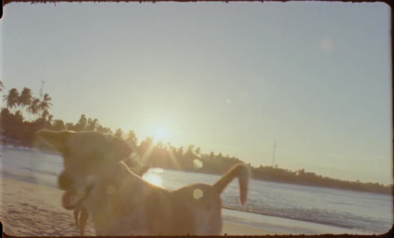 Dogs and people walk and play on the beach at sunset