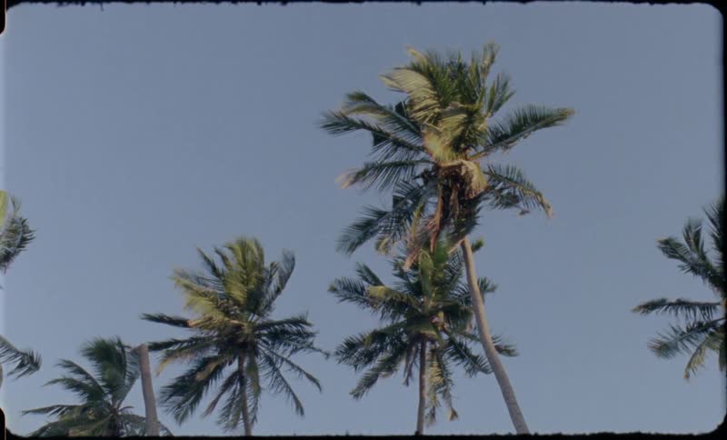 Palm trees sway in the wind