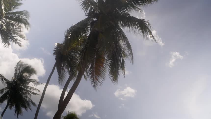 A palm tree rustling in the wind on a sunny day