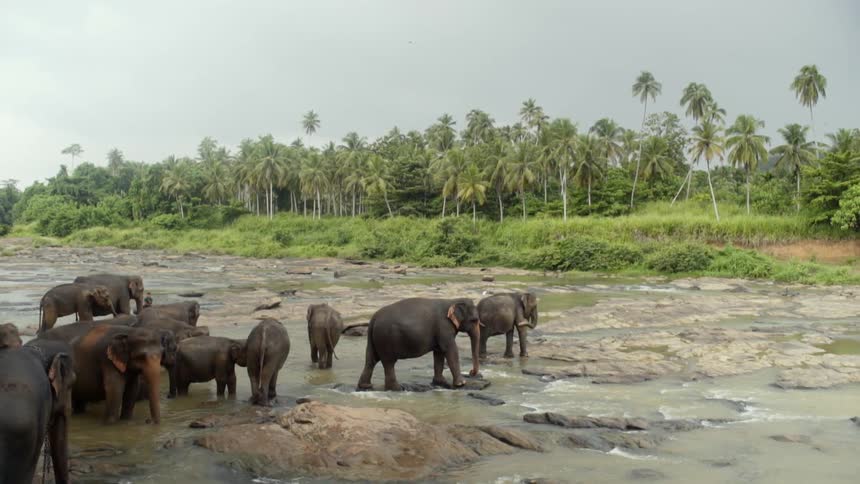 A herd of elephants stands in a shallow body of water in the tropics