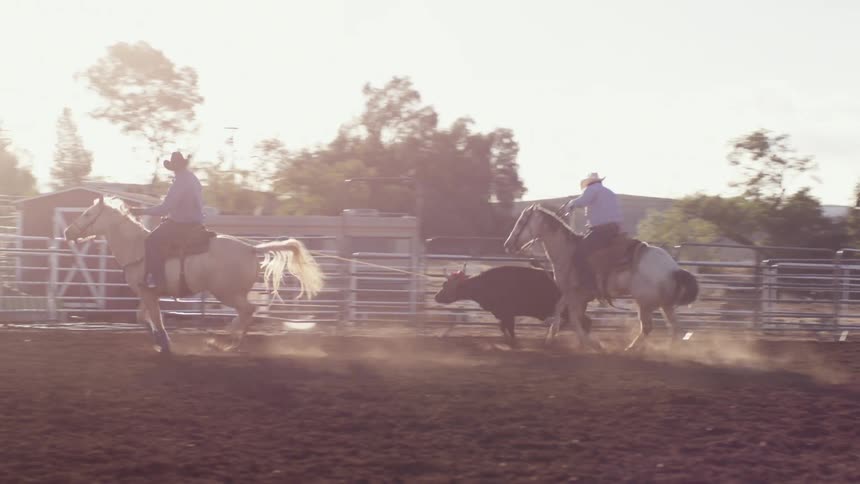 A ranch hand releases a steer from the gate and two cowboys on horseback with lassos try to rope her