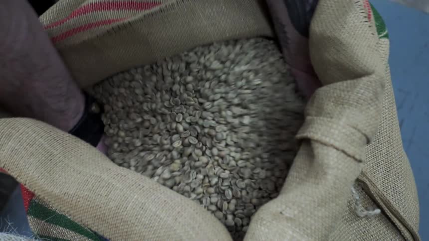 A man sifts through a bag of coffee beans