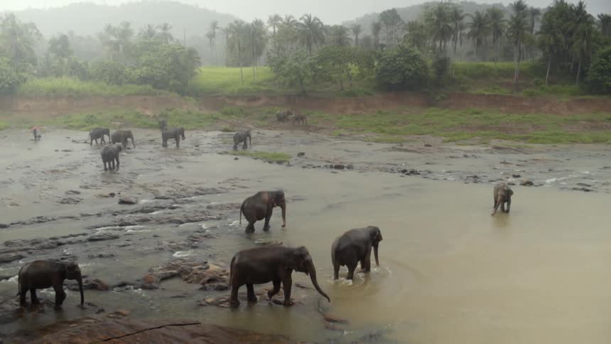 Elephants walking in the rain near a watering hole with trees in the background