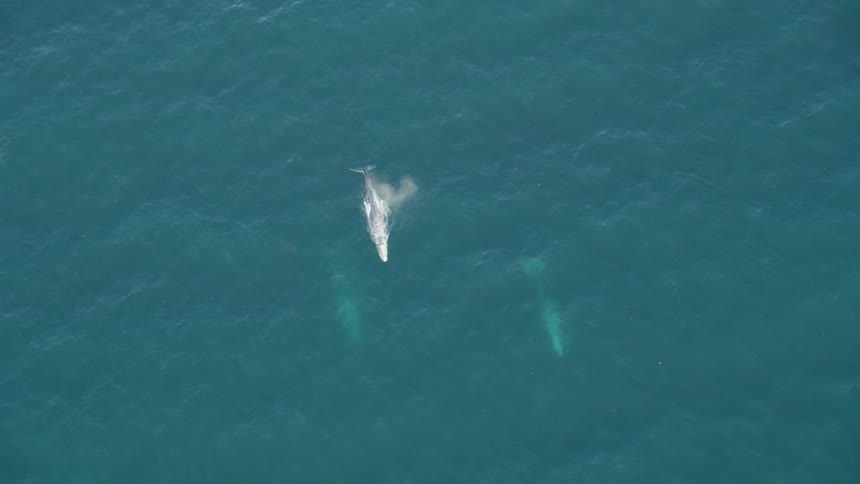 Aerial birds eye view of three whales swimming through the ocean