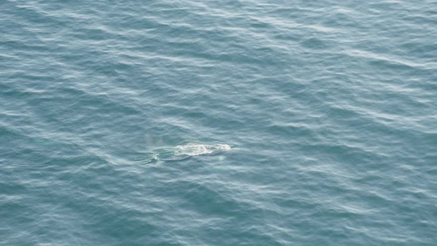 Aerial view of a whale breaking surface in the ocean at daylight