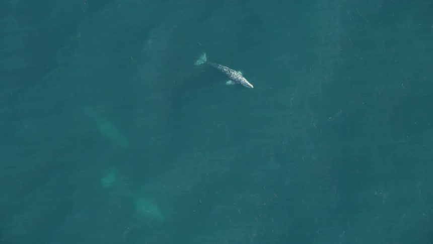 Aerial view of a pod of whales swimming underwater