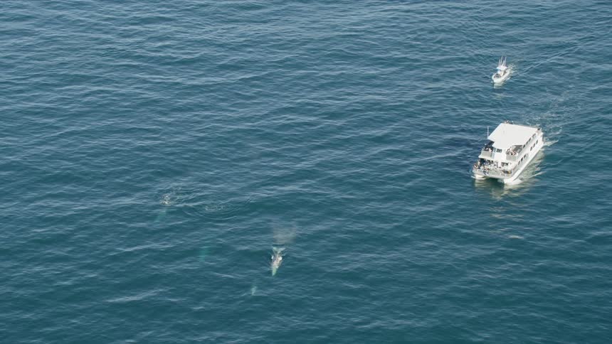 Boats in the ocean following sea life