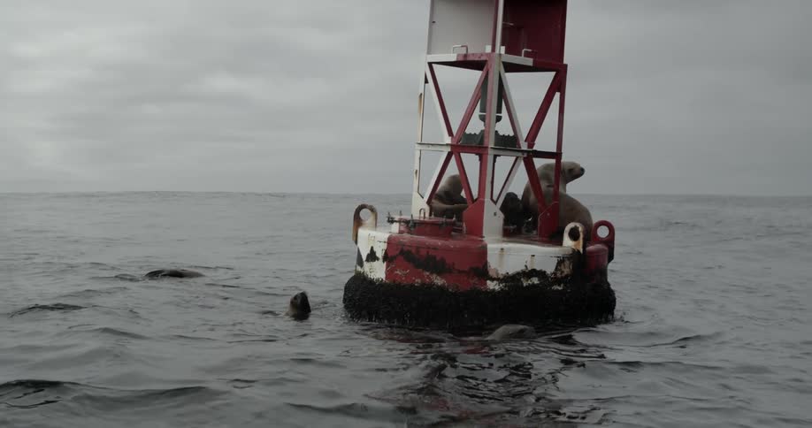 Seals in the water and sitting on a structure in the water