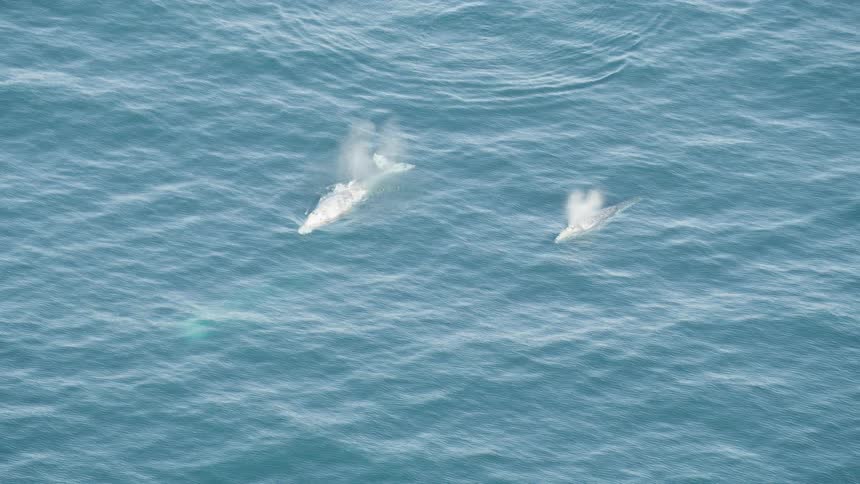 Mist and water spray up through the surface from two whales swimming in the ocean