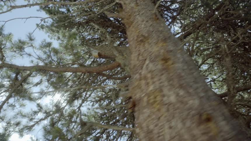 The sun peeks through tall trees in a forest