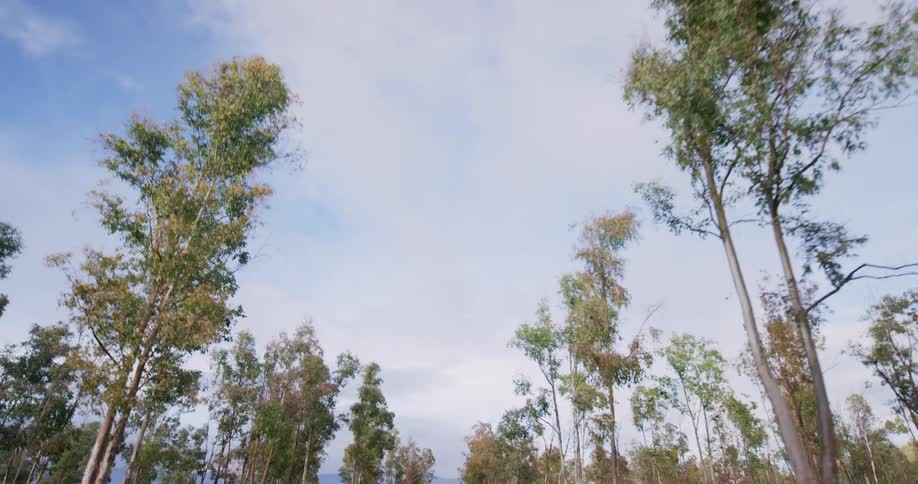 The trees line the large forest