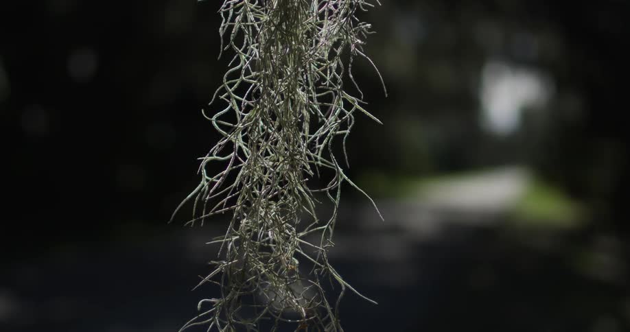 Spanish moss hanging in the air