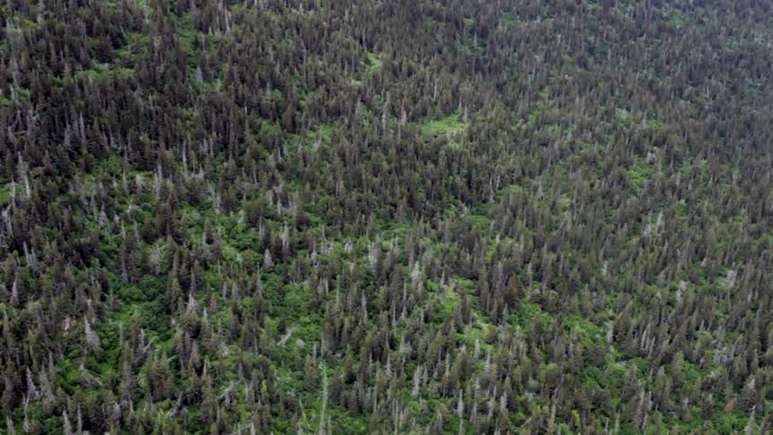 Forest of trees lines a mountainside