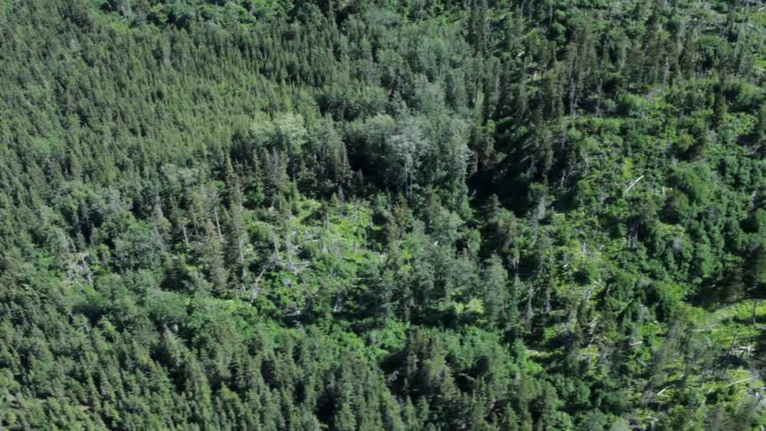 Aerial view of a large forest on a sunny day