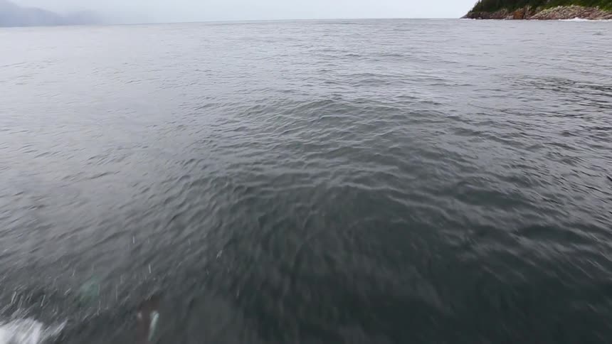 Dolphins jump in and out of the water as they swim forward