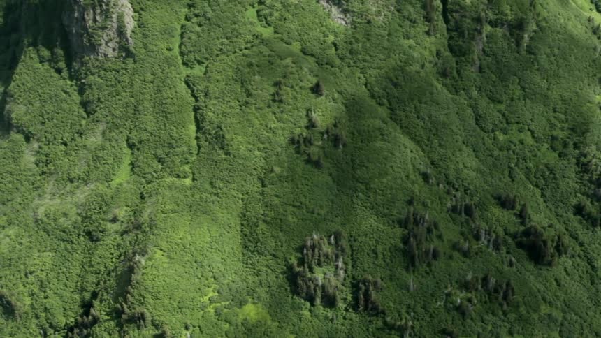 Green trees on a mountain
