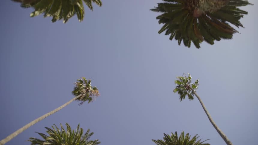 View from below at the top of palm trees on a sunny day