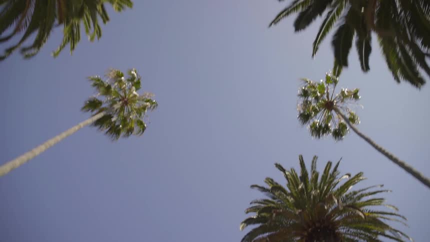 Palm trees on a clear day