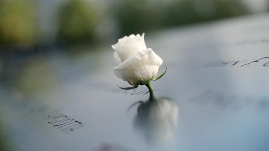A small white flower sits on a surface on a sunny day