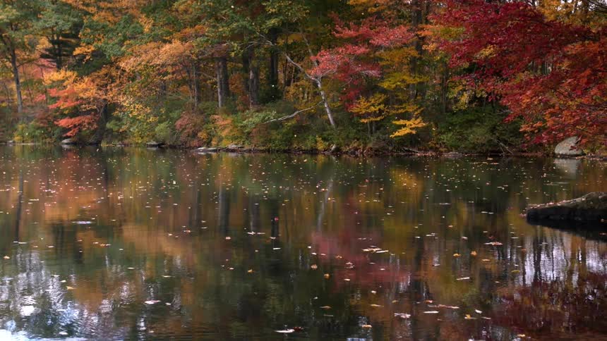 Fall trees are dropping leaves all over a lake