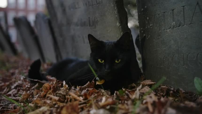 A black cat lays near headstones in a cemetery