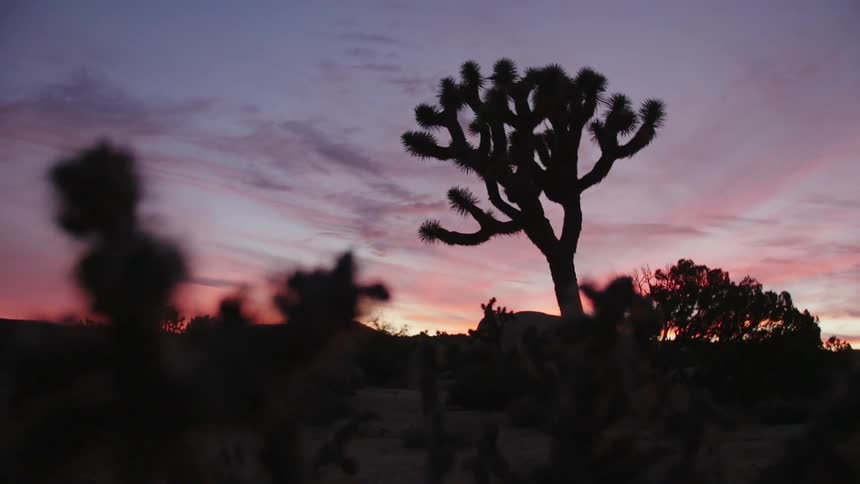A large cactus can be seen in front of the sun setting