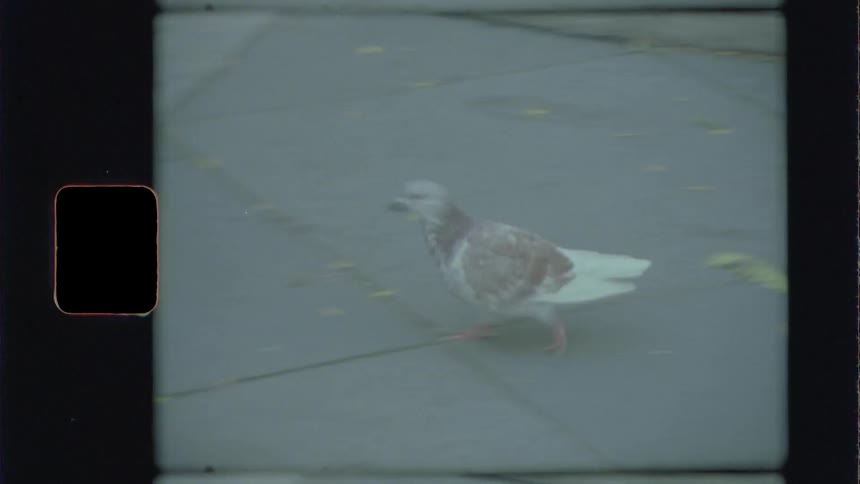 A small bird runs across a sidewalk