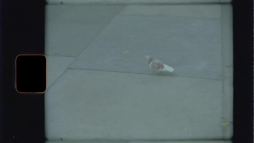 A bird walks along a sidewalk