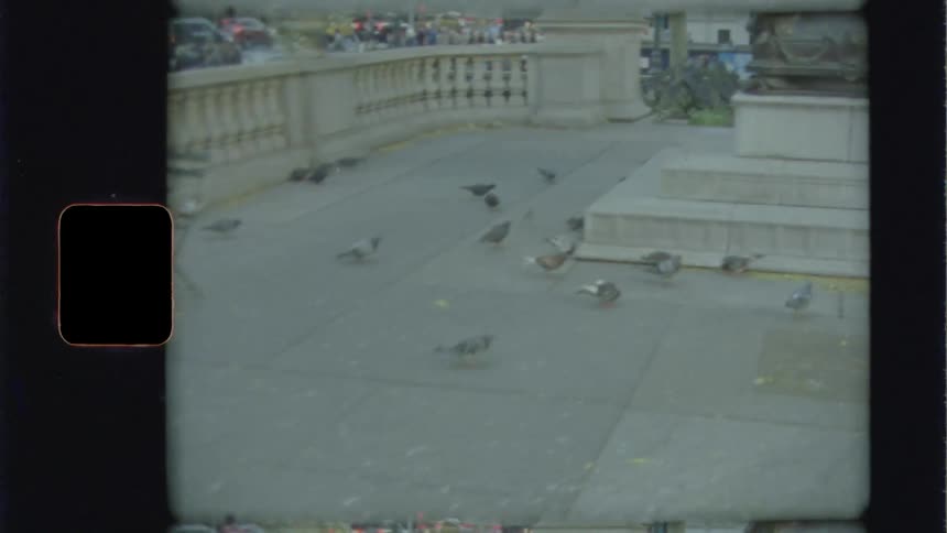 Birds pecking at the ground