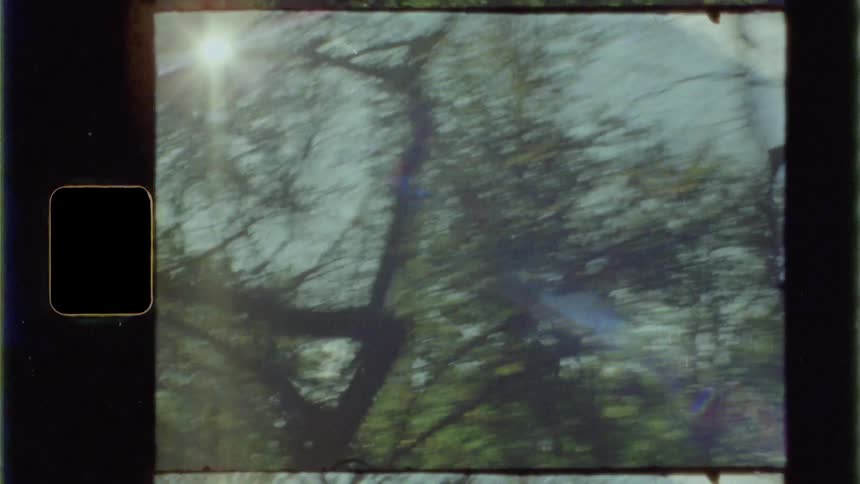 Trees in the forest with the sun shining