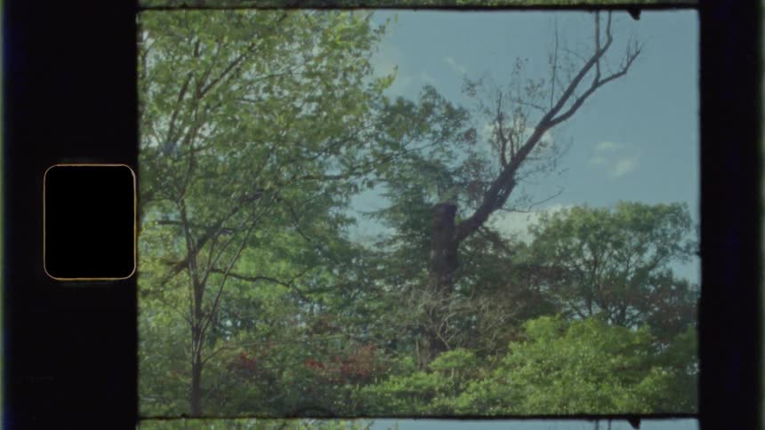 The trees sway in the wind in the public park