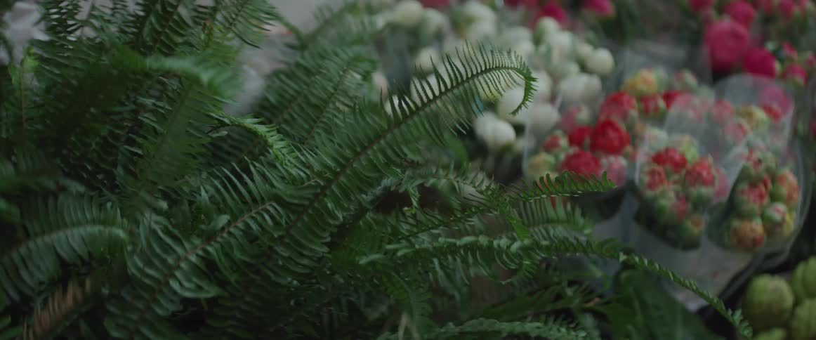 The plants are all lined up together