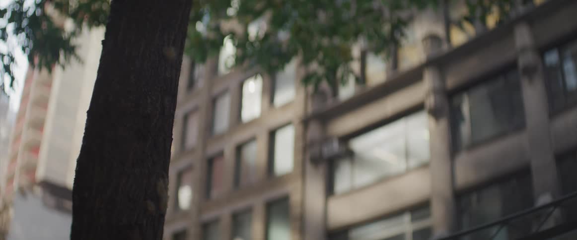A tree grows outside of a building in a city neighborhood