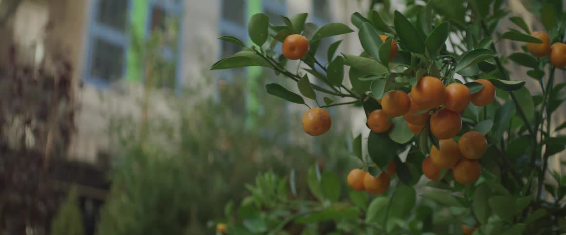 A tree with oranges with a building in the background