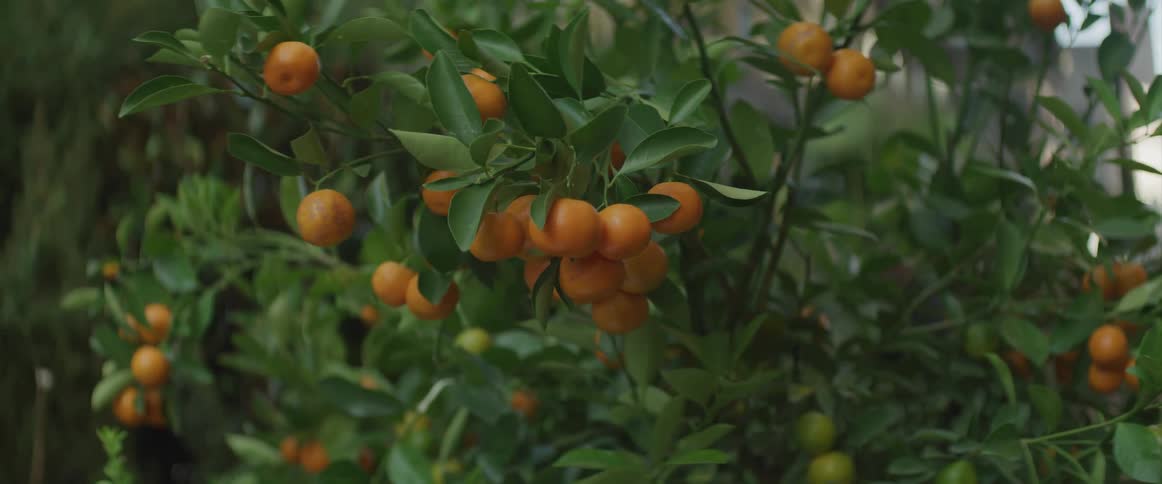 Lemons grow in bunches on a tree