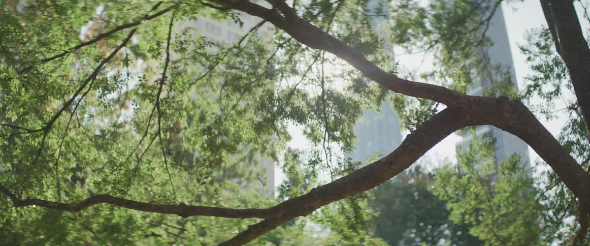 A tree in downtown city park