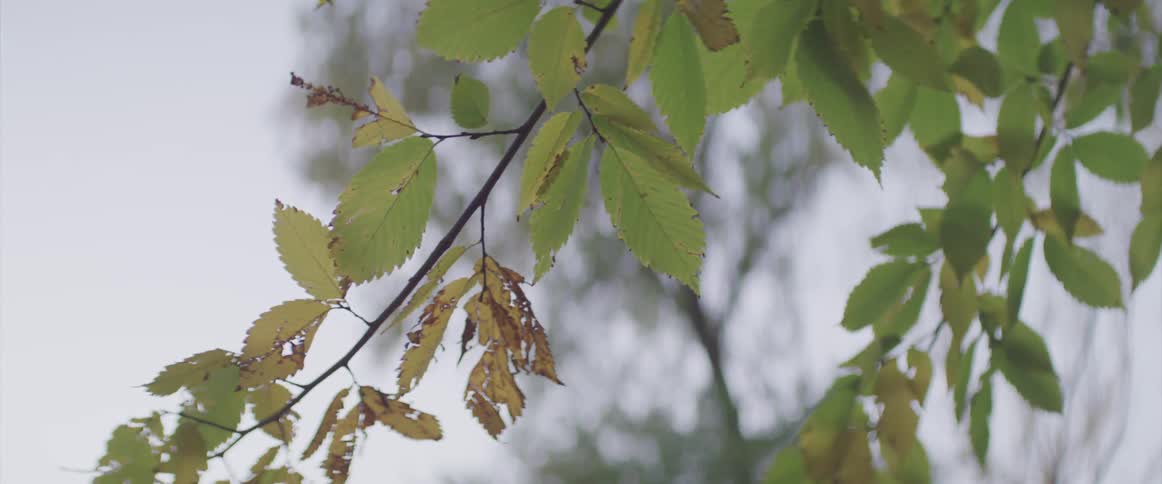 Leaves on a tree branch
