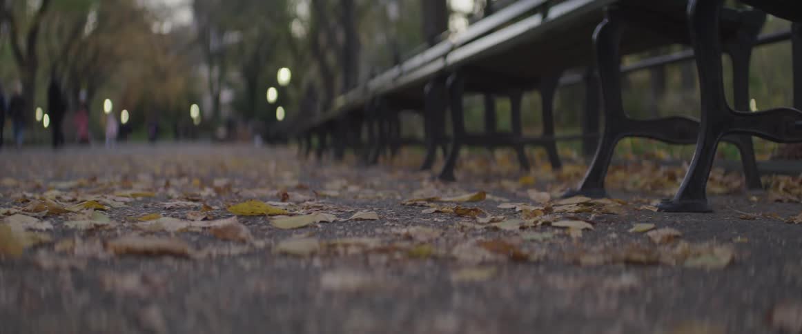 Fallen leaves being blown by a gentle wind on a path in a public park