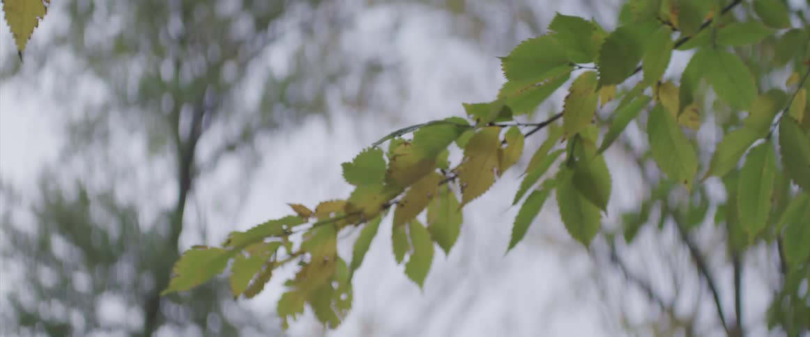 View of overhanging branches in the public park