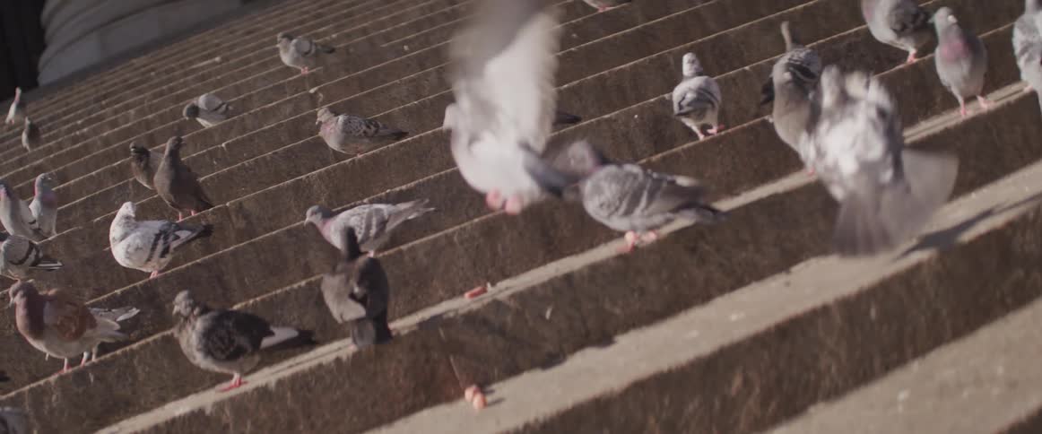 The birds sit on the stairs